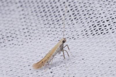 Aspilapteryx tringipennella