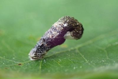 Coleophora ibipennella