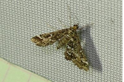 Diasemiopsis ramburialis