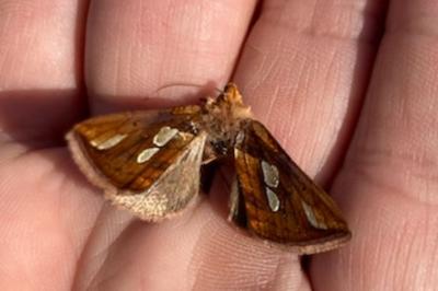 Plusia festucae