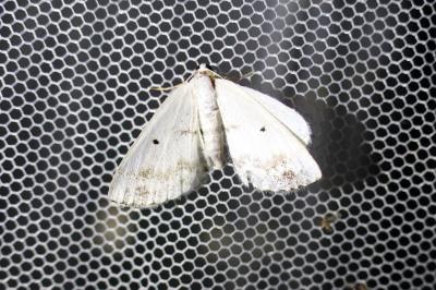 Lomographa temerata