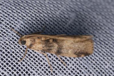 Euzophera pinguis