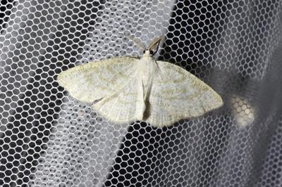 Cabera exanthemata