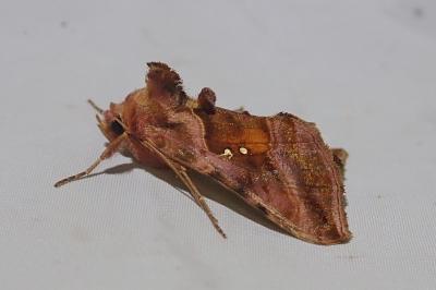 Autographa jota