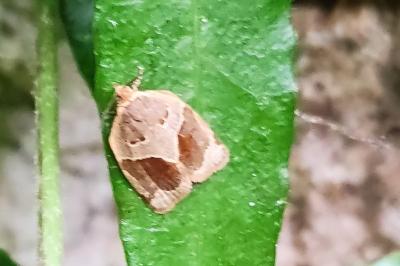 Clepsis dumicolana