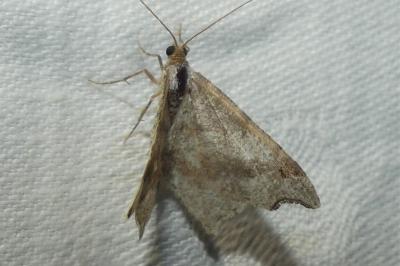 Macaria alternata