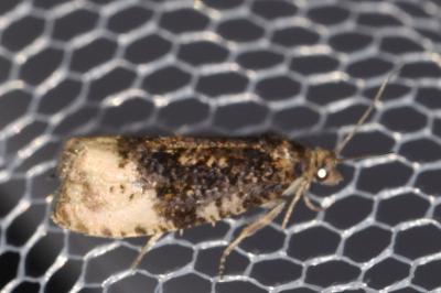 Hedya ochroleucana