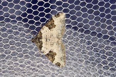 Xanthorhoe fluctuata