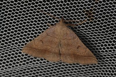 Zanclognatha lunalis