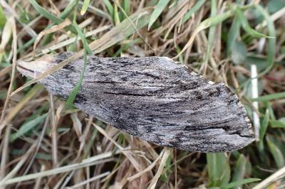 Agrius convolvuli