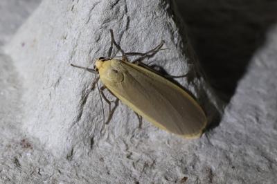 Katha depressa