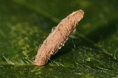 Coleophora serratella