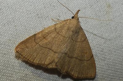 Paracolax tristalis