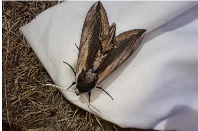 Sphinx ligustri