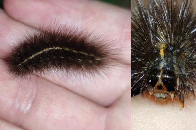 Spilosoma lubricipeda