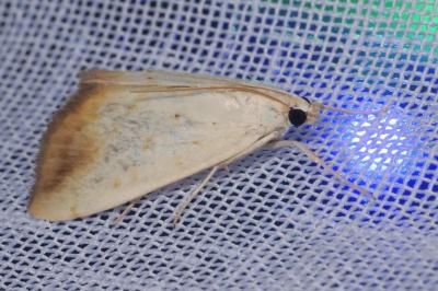 Evergestis extimalis