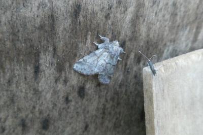 Gluphisia crenata