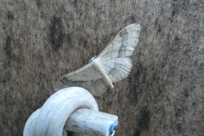 Idaea aversata