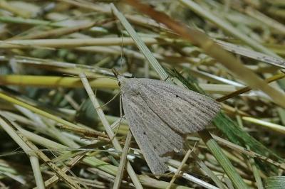 Macrochilo cribrumalis