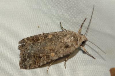 Spodoptera exigua