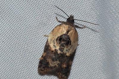 Acleris variegana