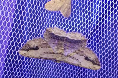 Menophra abruptaria
