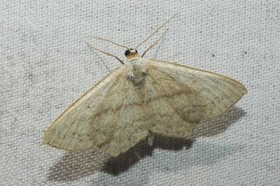 Scopula emutaria