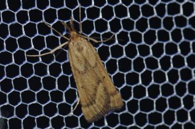 Synaphe punctalis