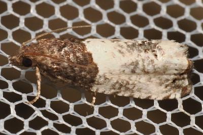 Notocelia roborana