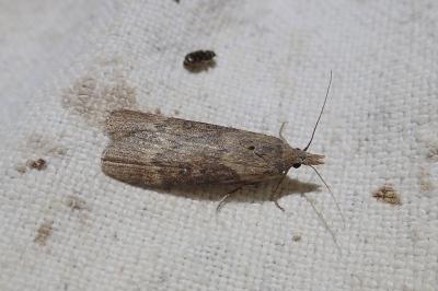 Lamoria anella