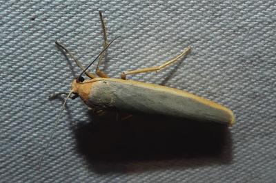 Manulea complana