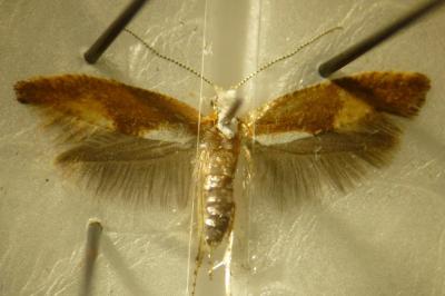 Argyresthia albistria