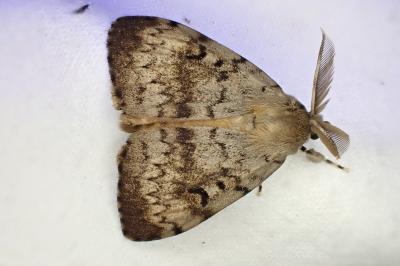 Lymantria dispar