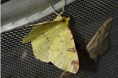 Opisthograptis luteolata
