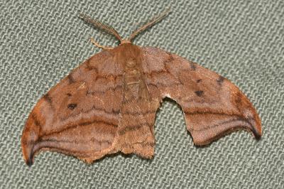 Drepana curvatula