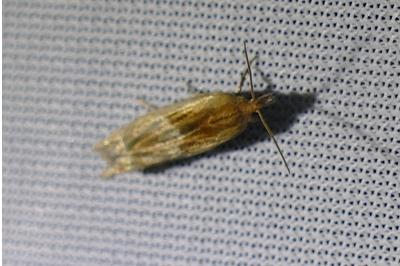 Eucosma cana