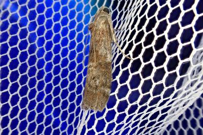 Phycita roborella