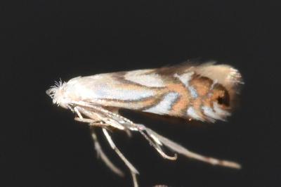 Phyllonorycter rajella