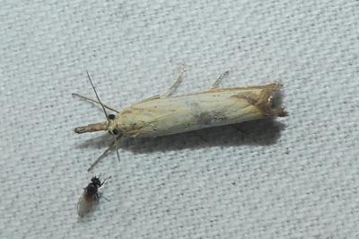 Agriphila straminella