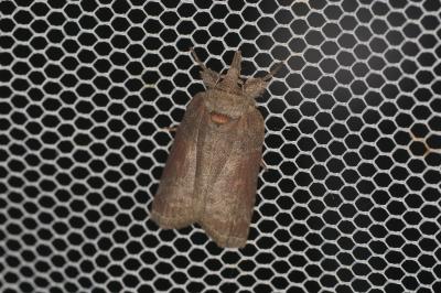 Nycteola columbana