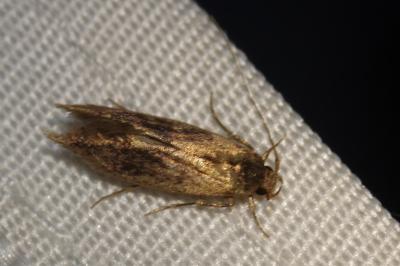 Opogona omoscopa