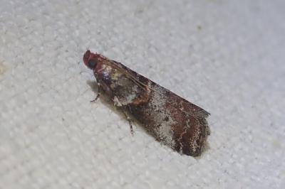 Acrobasis advenella