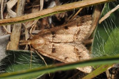 Stemmatophora brunnealis
