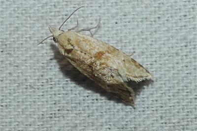 Cochylimorpha straminea