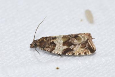 Celypha cespitana