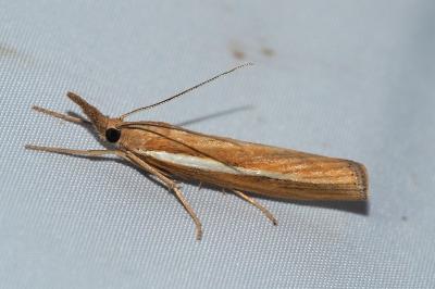 Agriphila tristella