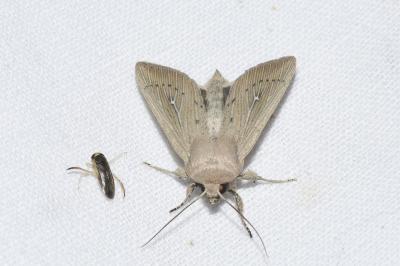 Leucania obsoleta