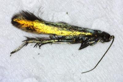 Coleophora trifolii