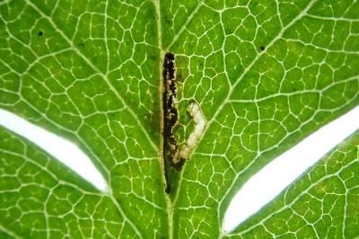 Bucculatrix bechsteinella