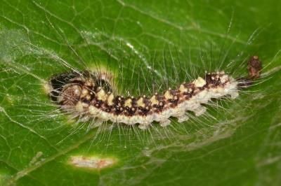 Acronicta megacephala